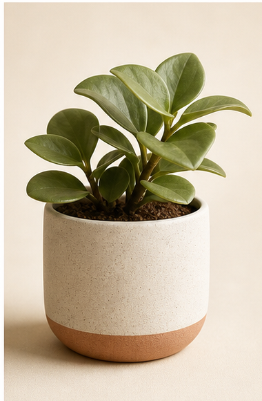 Desktop Plant
